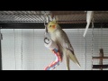 Compilation of my female cockatiel singing - June 2017