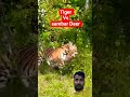 Tiger Vs Sambar Deer Shorts Trending Tiger Tiger Vs Sambar Deer Shorts Trending Tiger