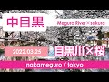 【桜】中目黒/目黒川の桜並木を散歩 2022年3月25日時点の開花状況と混雑具合/Nakameguro/Meguro River/sakura/japan/2022/NO.028