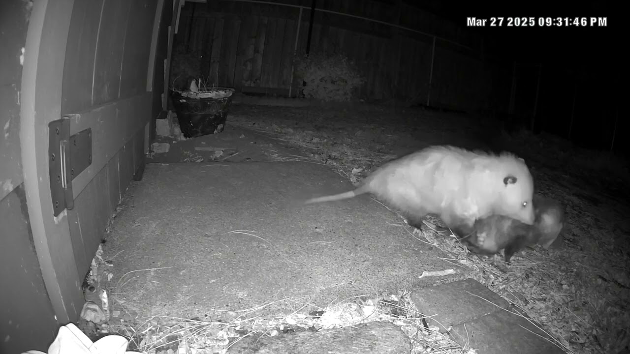 Rare Footage: Opossums Engage in Awkward yet Fascinating Mating Ritual