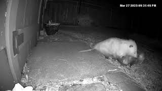 Rare Footage: Opossums Engage in Awkward yet Fascinating Mating Ritual