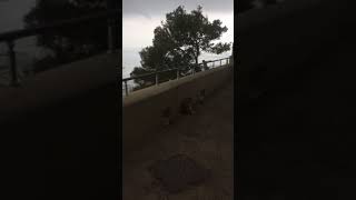 Gibraltar 2018