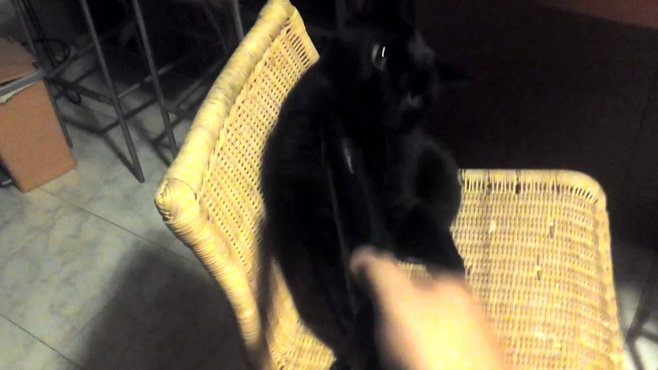 "Diary of a Dildo" 4.- Viral cat Attack 1