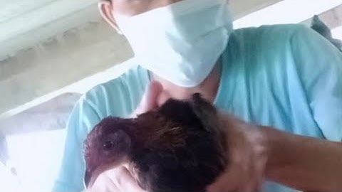 Qhia tu qaib qus li cas thiaj hlob thiab thiaj tsis tuag nawb Ciaj 100%