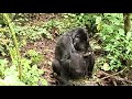 Rare Video of Mountain Gorilla drinking water.