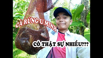 Chí Nguyễn #SĂN_BẮT_HÁI_NỢM1 - SĂN BẮT CÁ TỰ NHIÊN ĐẤT RỪNG U MINH - CÓ THẬT SỰ NHIỀU NHƯ LỜI ĐỒN???