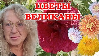 видео: Посмотрите на эти гигантские бутоны: хризантемы, георгины, гибискус.  картинка: Посмотрите на эти гигантские бутоны: хризантемы, георгины, гибискус.