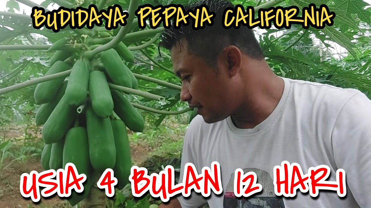 MELIHAT PERKEMBANGAN PEPAYA CALIFORNIA DI KEBUN INDES || UMUR 4 BULAN 12 HARI