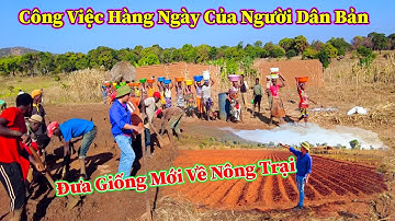 Hùng KaKa ll Đưa Thêm Giống Về Nông Trại và Công Việc Hàng Của Người Dân Bản ?