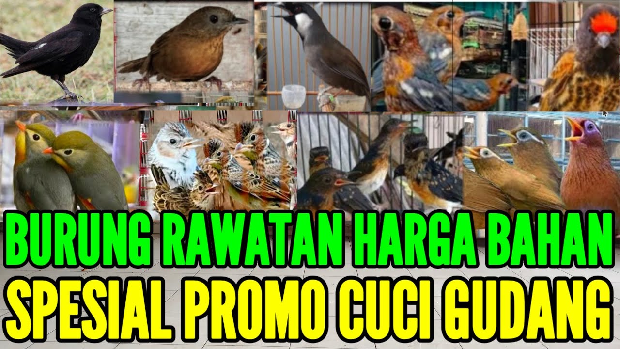 🔥🔥SPESIAL PROMO CUCI GUDANG BURUNG IMPORT & LOKAL BURUNG RAWATAN HARGA BAHAN