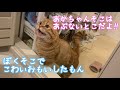 【猫と赤ちゃん】赤ちゃんが泣いてるのを心配してる猫の鳴き声が可愛すぎました。【猫の鳴き声】Munchkin Cat is worried about baby.