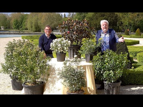 Vidéo: Comment faire pousser des plantes Choisya - Entretien et taille des arbustes Choisya