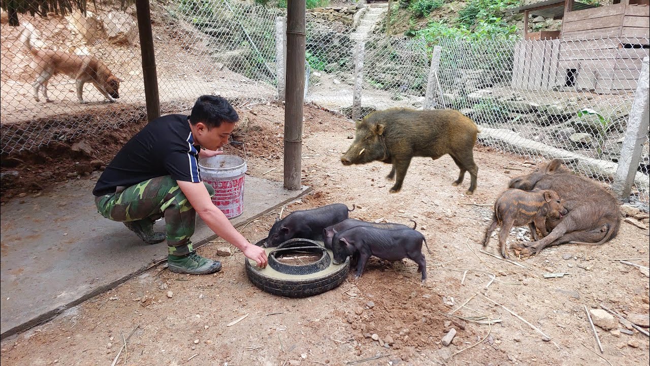 Постройте прочный амбар. Уход и защита маленьких диких кабанов — Жизнь в одиночестве в горах.