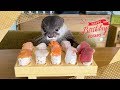 カワウソコタローとハナ　２歳の誕生日にお寿司をにぎってあげた！　Kotaro the Otter Happy Sushi Birthday!