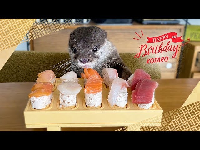 カワウソコタローとハナ　２歳の誕生日にお寿司をにぎってあげた！　Kotaro the Otter Happy Sushi Birthday!