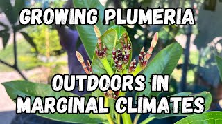 Plumeria tree Growing | Tips for Flowering Plumeria in ground in marginal climates | Frangipani