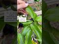 One thing before winter saves your entire citrus tree #gardening #citrustree #hack
