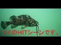 堤防からの水中撮影　ソイのＨＩＴシーンが撮れました　20190809