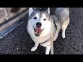 秋とも冬とも言えない森の匂いを嗅ぎ回るシベリアンハスキー