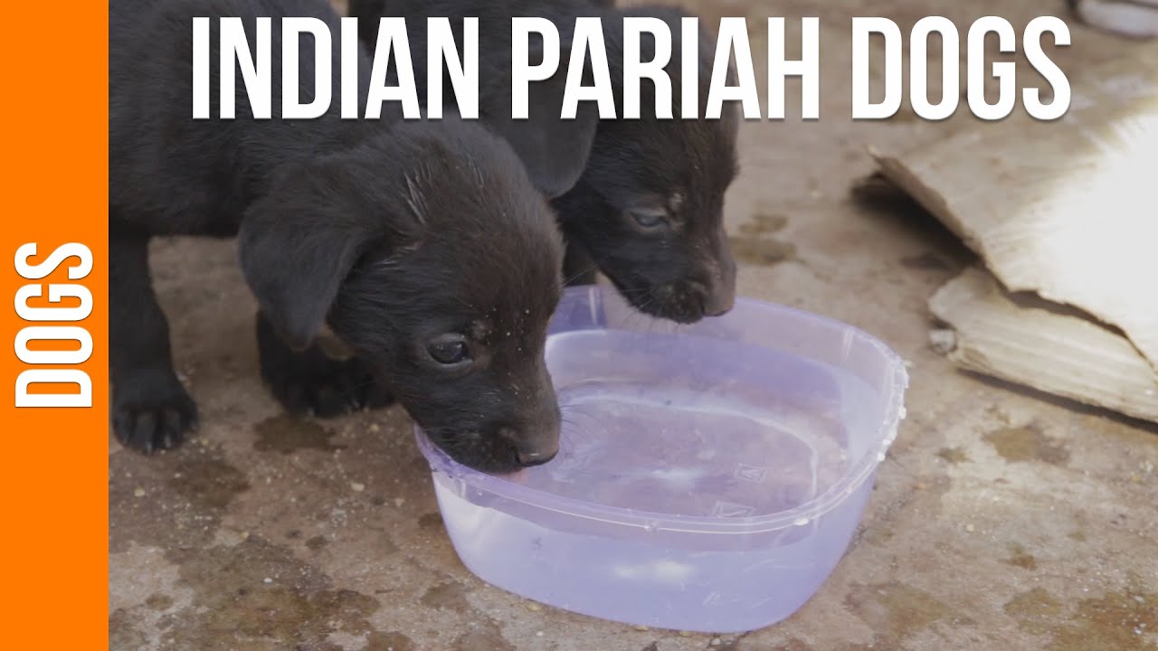 what does a 4 month old indian pariah dog puppy like to eat