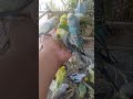 Discover the Colorful Budgie World That Is Fascinating Bird Enthusiasts in Austin 5