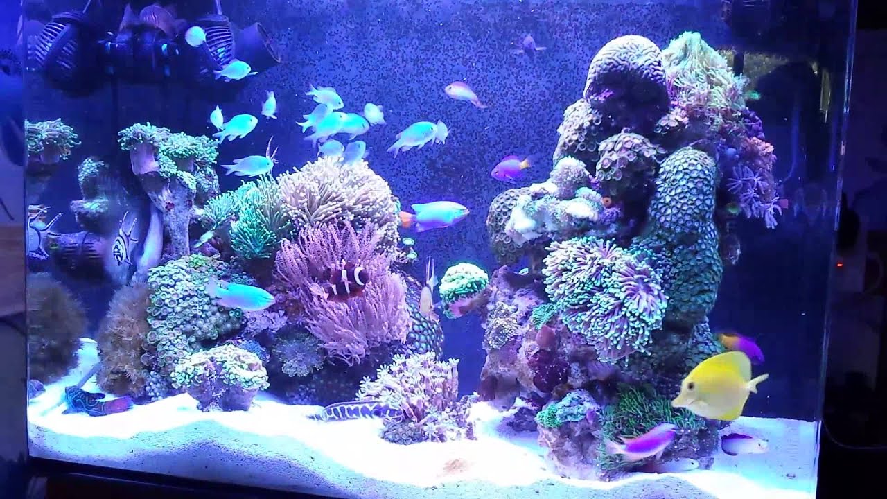 stinky stuff ear drops reviews