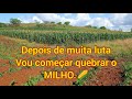 VEJA COMO ESTÁ ESTÁ O MILHO, 1051🌽🙏.