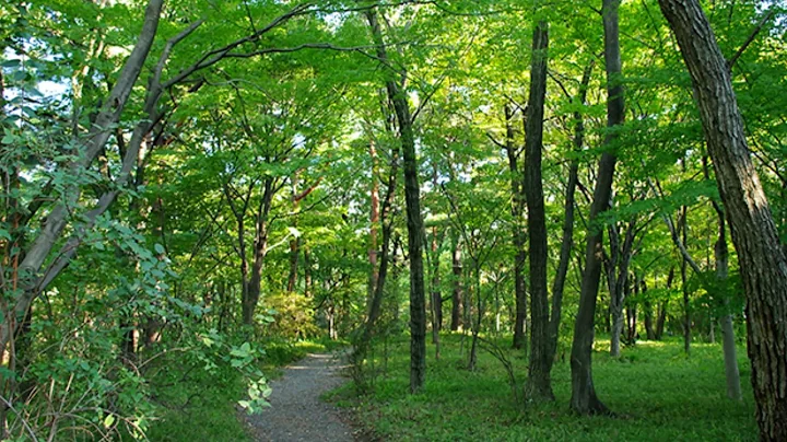 William Byrd : Browning The Leaves be Green"Record...