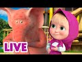 🔴 NA ŻYWO 👧 To dlatego nie wolno kłamać 🐷🔴 Masza i Niedźwiedź 🐻 Masha and the Bear LIVE