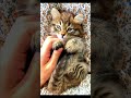 Baby Cats - Cute and Funny Cat Videos Compilation | Cute cat | Cat Short video
