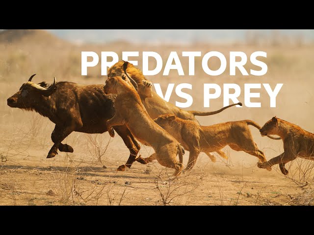 Lions Vs Buffaloes: Apex Predators Hunt Buffalos For Survival | Wildlife Documentary class=