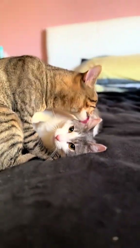 C magnifique vidéo chat