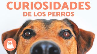 20 DATOS CURIOSOS sobre los PERROS que te sorprenderán 🐶