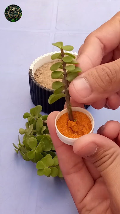 How to Grow Jade Plant from Cutting in Small Pot #shorts #diy #garden #tips