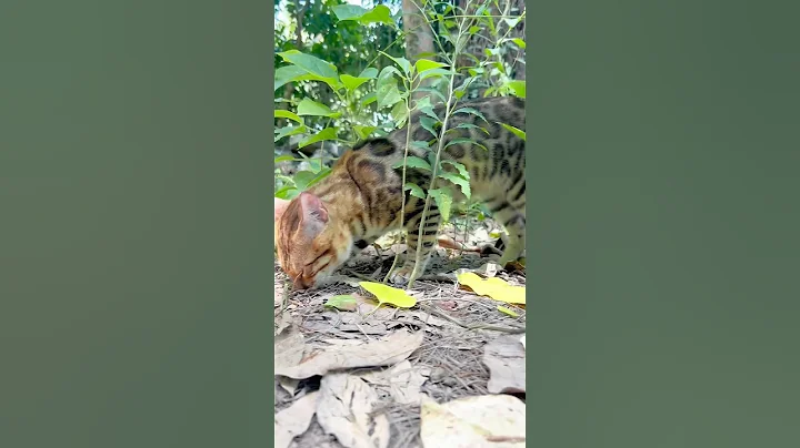 Video 11093701: bengal cat, spotted bengal, meow happy