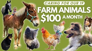 Dont Waste Your Money!💰🐓Homestead Animals on a $100 Monthly Budget