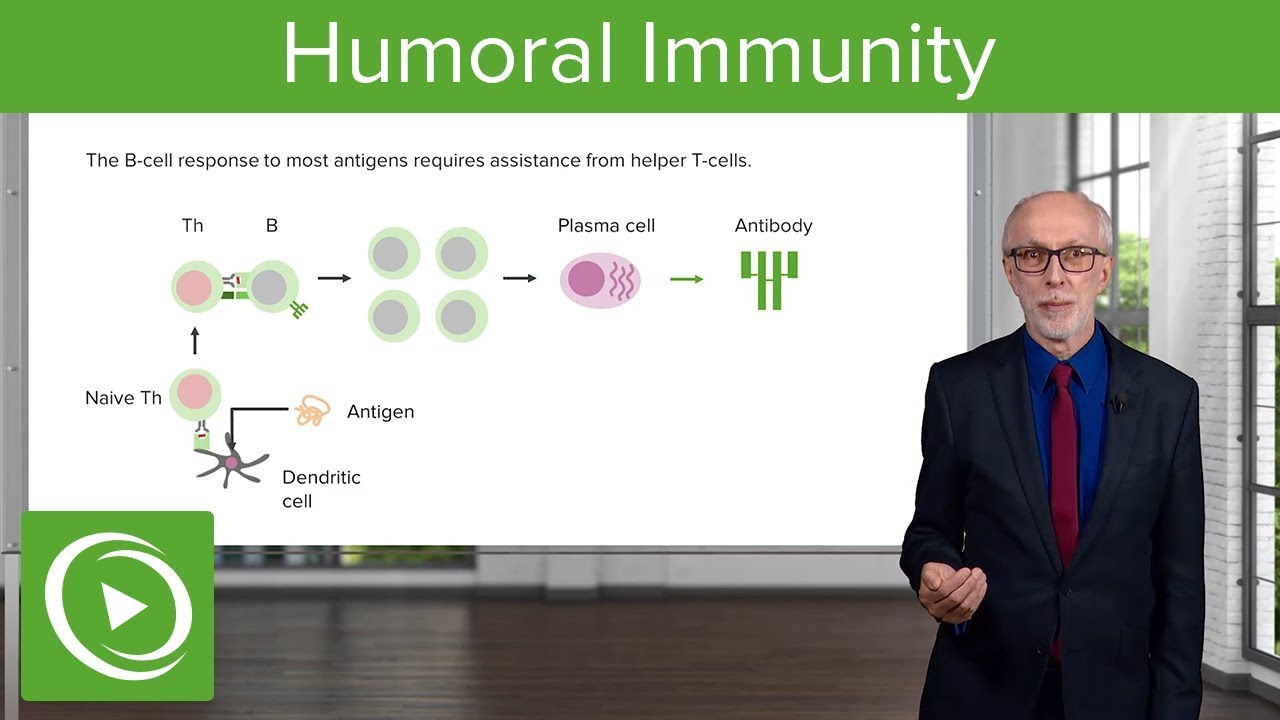 T-Dependent, T-Independent Antigens and Class Switching: Humoral Immunity – Immunology | Lecturio