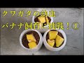 クワガタの幼虫をバナナ飼育でデカくする！