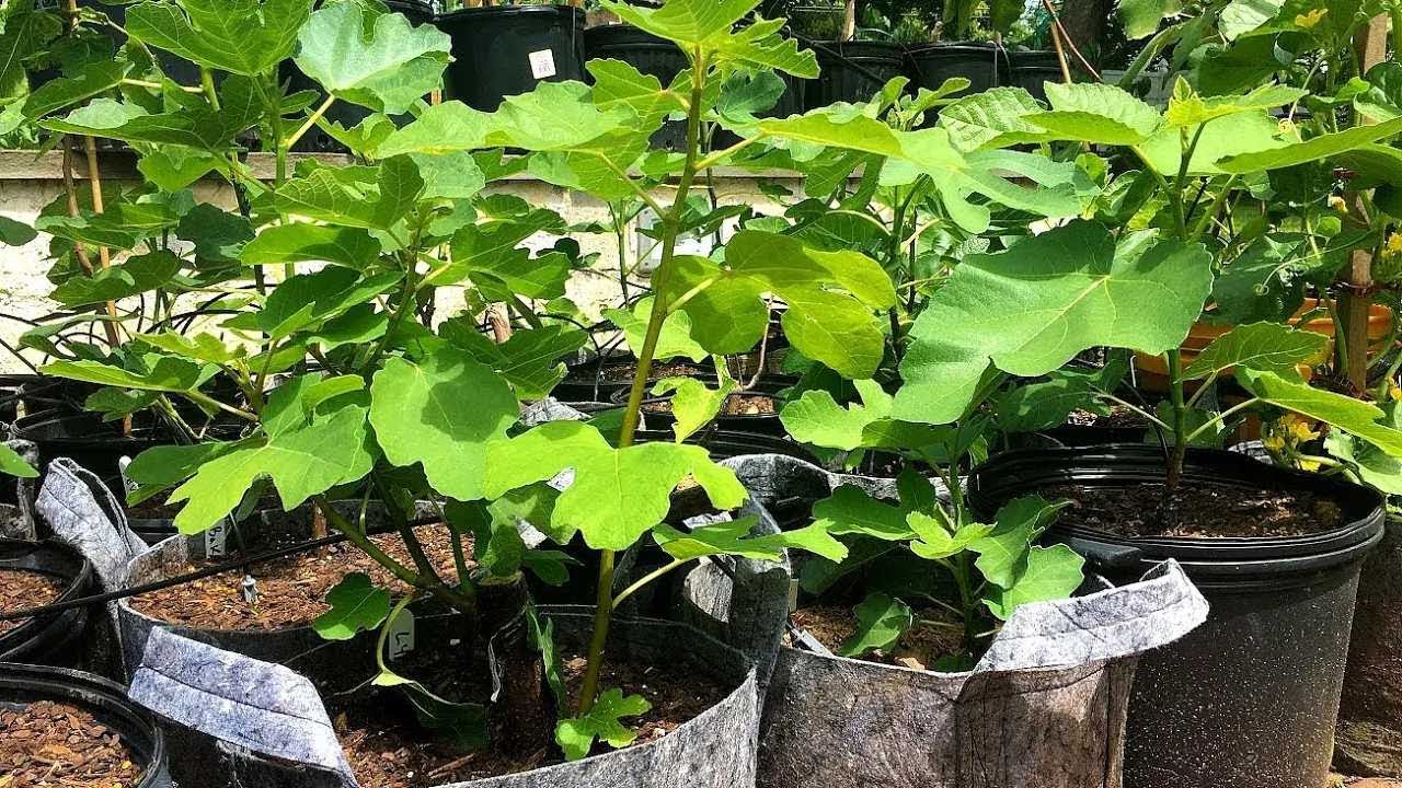 Summer FIG TREE SALE on the FIG BOSS BLOG! YouTube