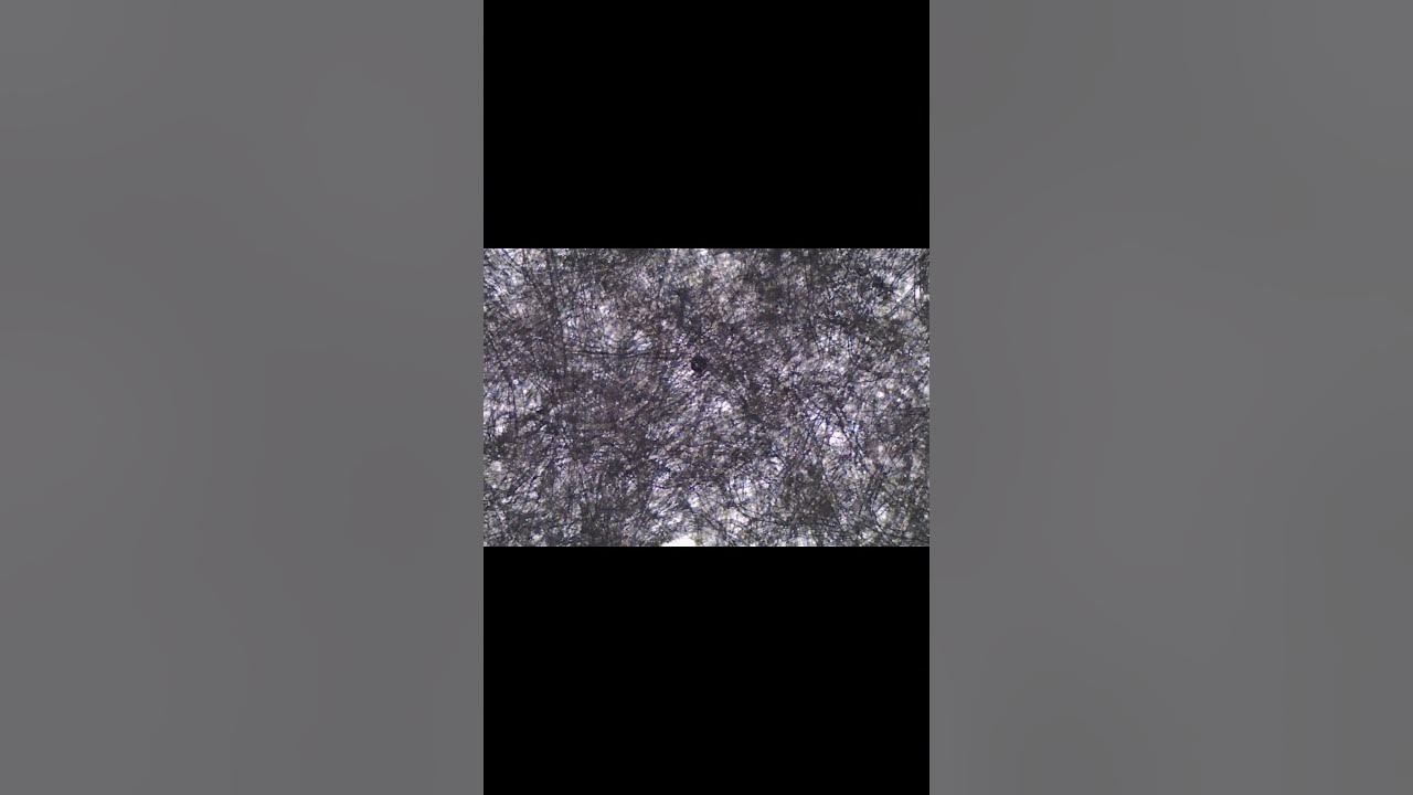 Tissue Paper under the microscope YouTube