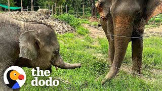 Baby Elephant Is So Excited To Be Freed From Chains | The Dodo
