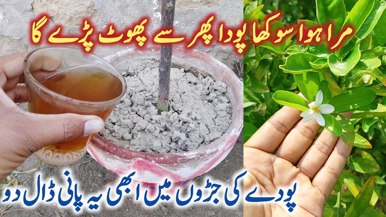 Mara hua sukha podha hara kare || Amazing organic soil conditioner for plants