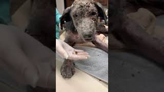 Puppy Screams In Pain When Touched Puppy Screams In Pain When Touched