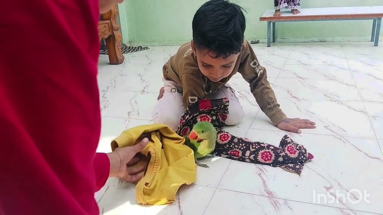 Hamare Gher ka New Member 🦜🦜#vlog