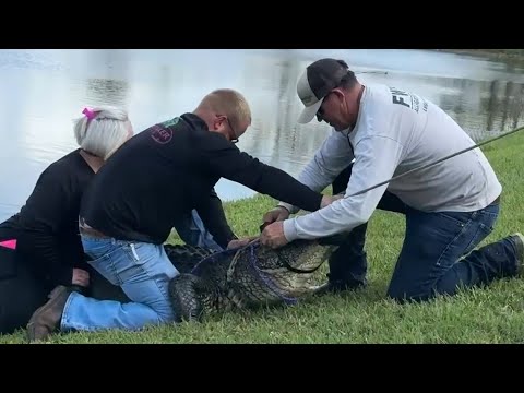 Florida alligator attack: 85-year-old woman walking dog killed, says FWC