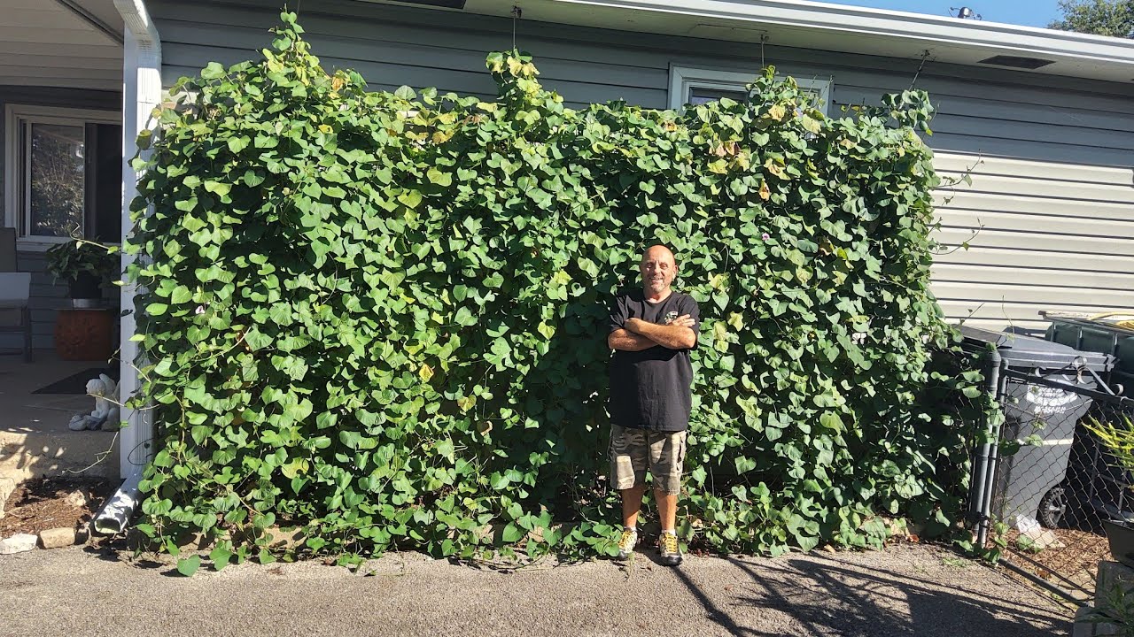 Удивительный урожай батата. Раунд 2. 10/3/24