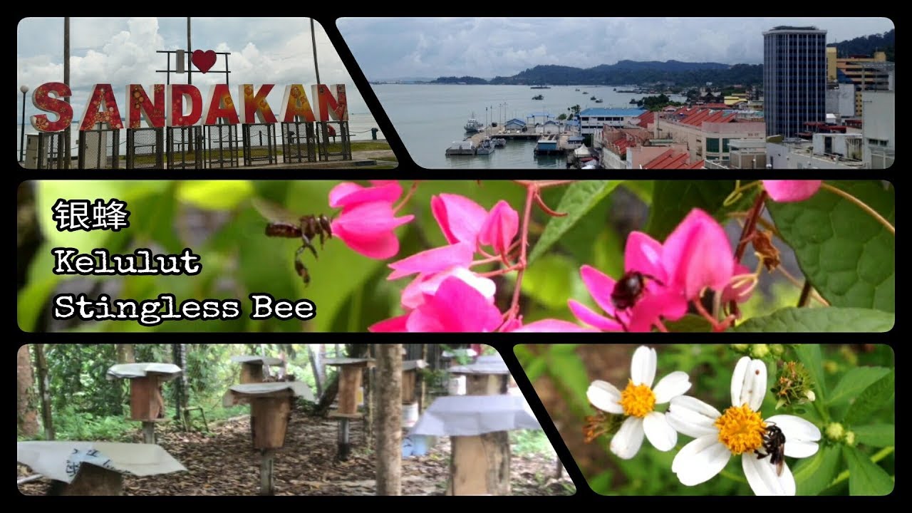 山打根 - 银蜂 - Sandakan - Kelulut - Stingless Bee