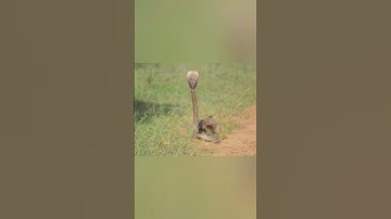 #cobra vs #mongoose real fight #prathameshsirsat #ytshorts #kingcobra