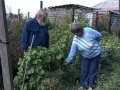 Виноградный Южноуральск - Урожай 2008 года часть 3