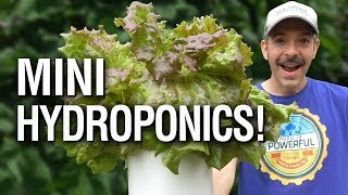 Easy DIY Hydroponics for Lettuce Plants (Compact Indoor Grow Container from Upcycled Clorox Wipes)